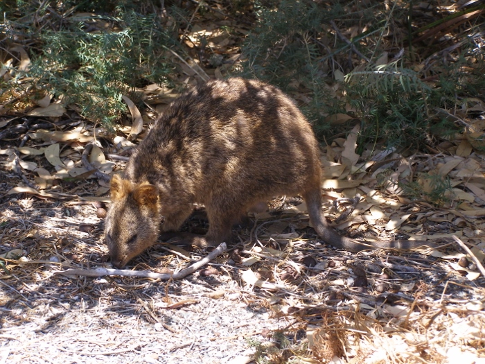 Quokka at Rottnest Island, Western Australia